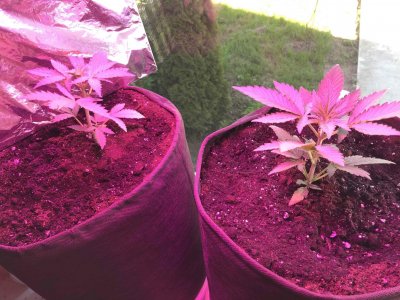 79109D35-0499-4D48-AD46-F7CA89DBE735.jpeg 79109D35-0499-4D48-AD46-F7CA89DBE735.jpeg