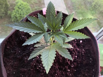 2FD39783-7B14-4977-9A48-DDC7694E4037.jpeg 2FD39783-7B14-4977-9A48-DDC7694E4037.jpeg