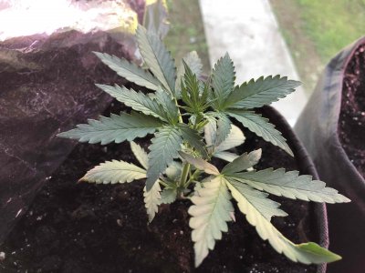 EB38FA89-4DC3-4C72-ADE2-039452624EA2.jpeg EB38FA89-4DC3-4C72-ADE2-039452624EA2.jpeg