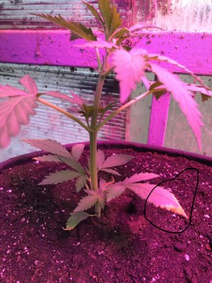 960136C3-E823-4B47-B4A8-4CE1398585E2.jpeg 960136C3-E823-4B47-B4A8-4CE1398585E2.jpeg