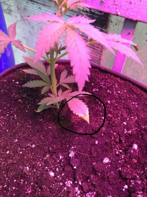 34377265-38DC-448C-B806-1E64F6526095.jpeg 34377265-38DC-448C-B806-1E64F6526095.jpeg