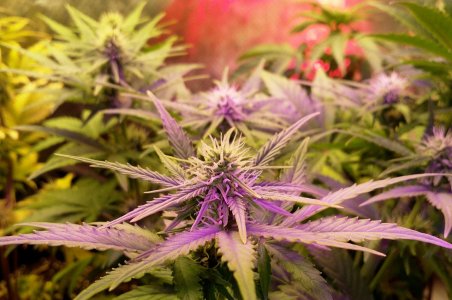 IMG_20220607_230748_009.jpg IMG_20220607_230748_009.jpg