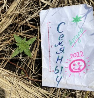 8.06.22лес.jpeg 8.06.22лес.jpeg