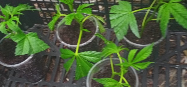 IMG_20220610_060522_8~3.jpg IMG_20220610_060522_8~3.jpg