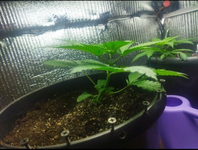 IMG_20220610_203325.jpg IMG_20220610_203325.jpg