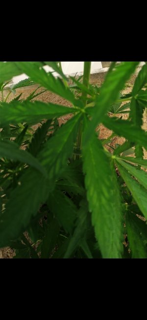 Screenshot_20220611_195209_com.android.gallery3d.jpg Screenshot_20220611_195209_com.android.gallery3d.jpg