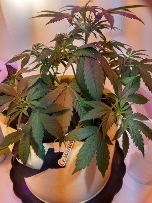 20220615_000437.jpg 20220615_000437.jpg