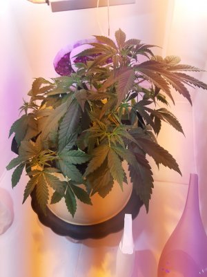 20220615_000459.jpg 20220615_000459.jpg