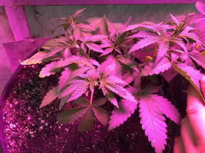 A161B012-F9AC-4853-BE87-D0B8BE67F136.jpeg A161B012-F9AC-4853-BE87-D0B8BE67F136.jpeg