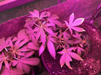 8318BCE6-6E70-422F-BF1B-C1CBAB2B1299.jpeg 8318BCE6-6E70-422F-BF1B-C1CBAB2B1299.jpeg