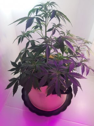 20220615_183050.jpg 20220615_183050.jpg