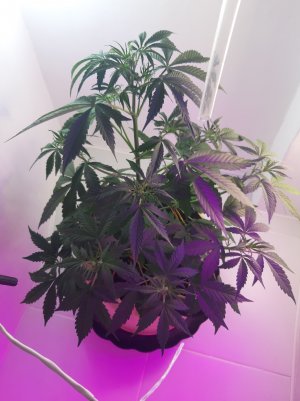 20220615_183036.jpg 20220615_183036.jpg