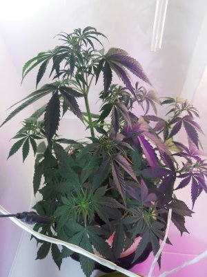 20220615_190954.jpg 20220615_190954.jpg