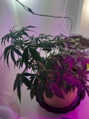 20220615_190937.jpg 20220615_190937.jpg