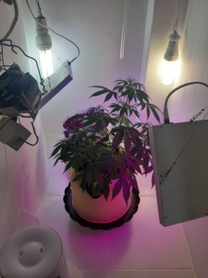 20220615_190922.jpg 20220615_190922.jpg