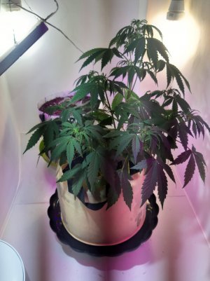 20220615_192453.jpg 20220615_192453.jpg