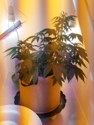 20220615_194502.jpg 20220615_194502.jpg