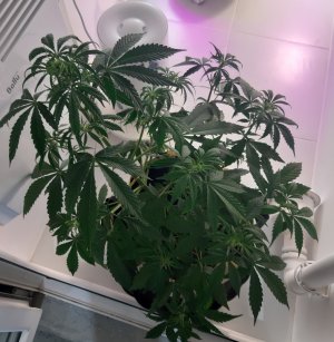 20220615_194737.jpg 20220615_194737.jpg