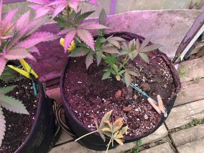 88BF83ED-491E-4C5C-B88E-975DB23D5459.jpeg 88BF83ED-491E-4C5C-B88E-975DB23D5459.jpeg