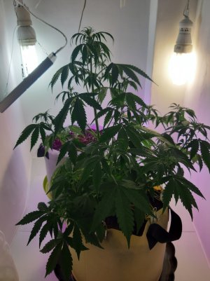 20220615_203348.jpg 20220615_203348.jpg