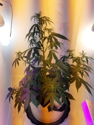 20220615_211002.jpg 20220615_211002.jpg