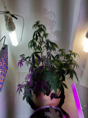 20220615_225049.jpg 20220615_225049.jpg