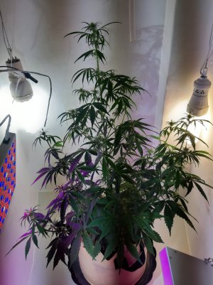 20220616_110638.jpg 20220616_110638.jpg