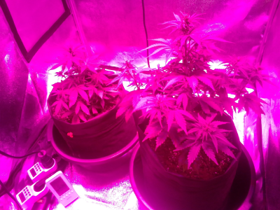 IMG_2022-06-16-09-44-28-142.png IMG_2022-06-16-09-44-28-142.png