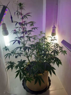 20220616_150311.jpg 20220616_150311.jpg