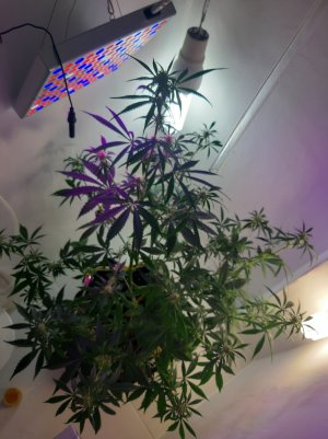 20220616_150254.jpg 20220616_150254.jpg