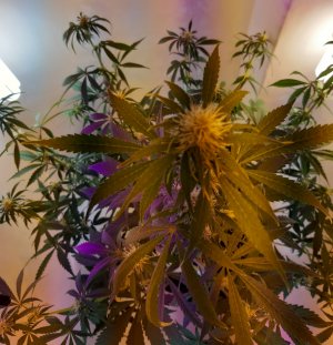 20220616_153517.jpg 20220616_153517.jpg