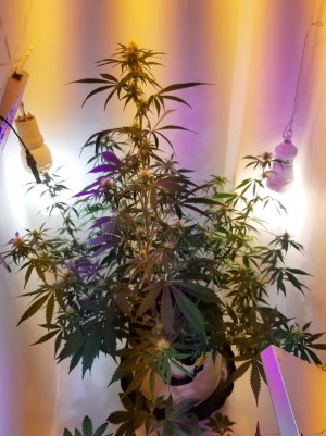 20220616_173655.jpg 20220616_173655.jpg