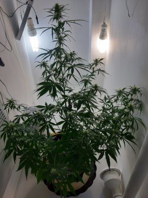 20220616_174807.jpg 20220616_174807.jpg