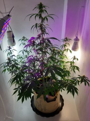 20220616_174821.jpg 20220616_174821.jpg