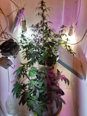 20220616_174850.jpg 20220616_174850.jpg