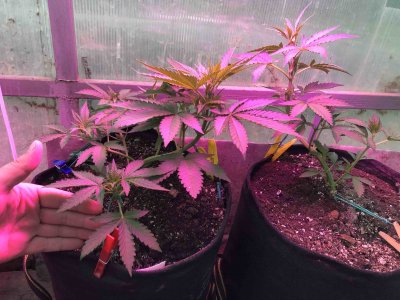 EF1E2304-5D21-486E-8711-4FC5060F6D7A.jpeg EF1E2304-5D21-486E-8711-4FC5060F6D7A.jpeg