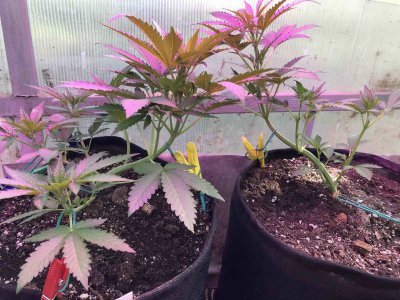 69485868-E46F-4E58-85A0-41DD67F26B6C.jpeg 69485868-E46F-4E58-85A0-41DD67F26B6C.jpeg