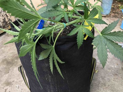 6651BB99-6B3A-43F4-BF18-AD9753C2A23D.jpeg 6651BB99-6B3A-43F4-BF18-AD9753C2A23D.jpeg