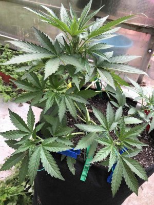 0C09C8D9-CEB6-4717-B3EE-4BD6B5028A7D.jpeg 0C09C8D9-CEB6-4717-B3EE-4BD6B5028A7D.jpeg