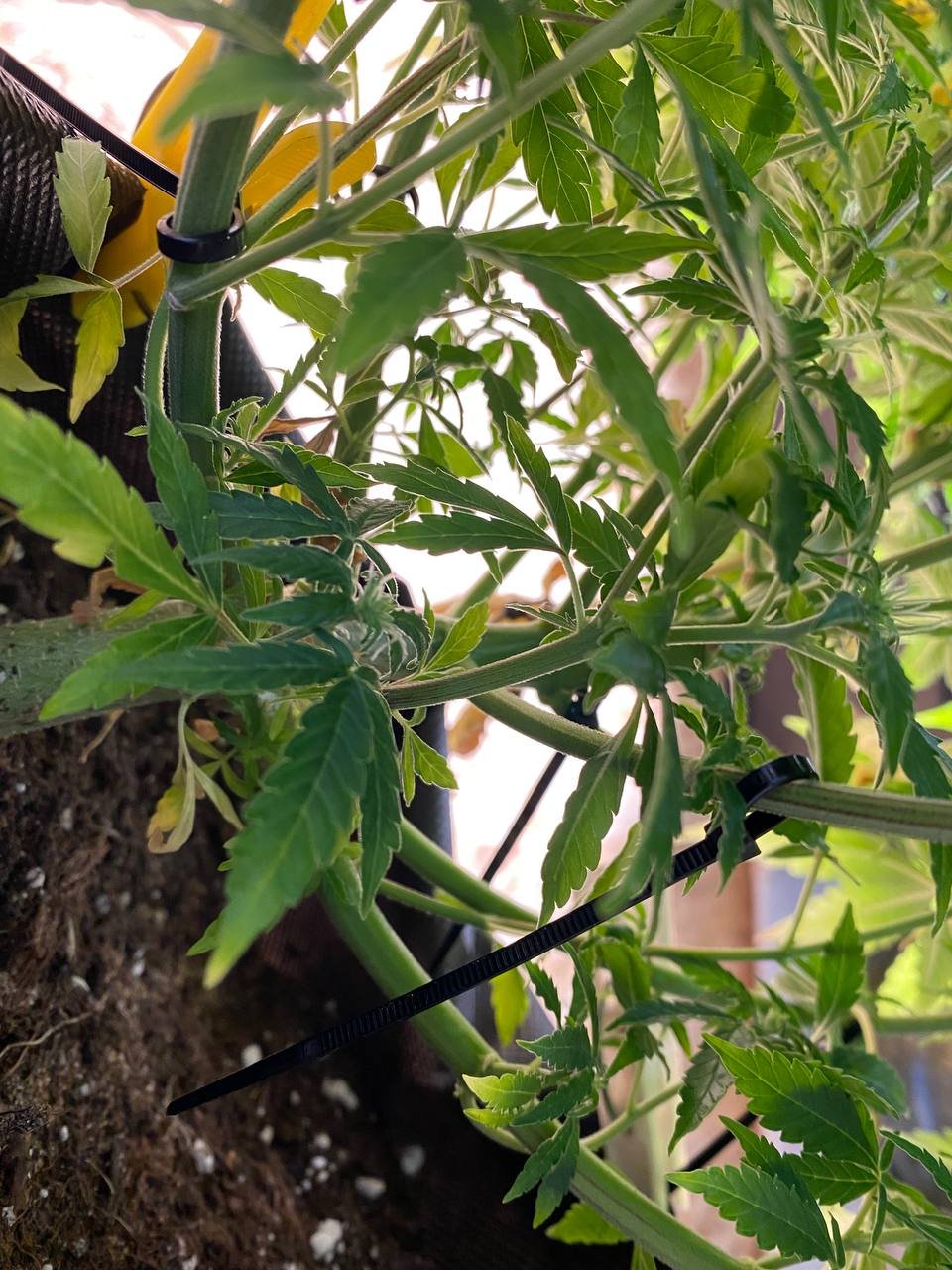 сдвоенный росток.jpg