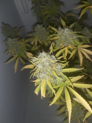 20220620_114457.jpg 20220620_114457.jpg