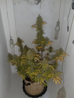 20220620_115652.jpg 20220620_115652.jpg