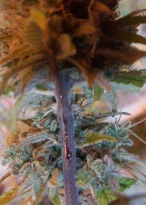 20220613_001721.jpg 20220613_001721.jpg