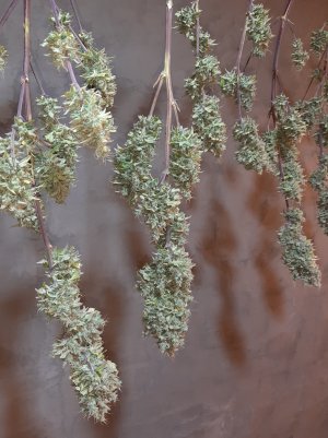 20220620_122515.jpg 20220620_122515.jpg