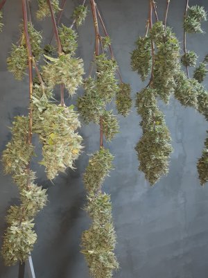 20220620_122444.jpg 20220620_122444.jpg