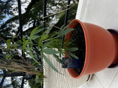 CB1CE287-7701-4D3C-8CA7-3A2A901C3D26.jpeg CB1CE287-7701-4D3C-8CA7-3A2A901C3D26.jpeg