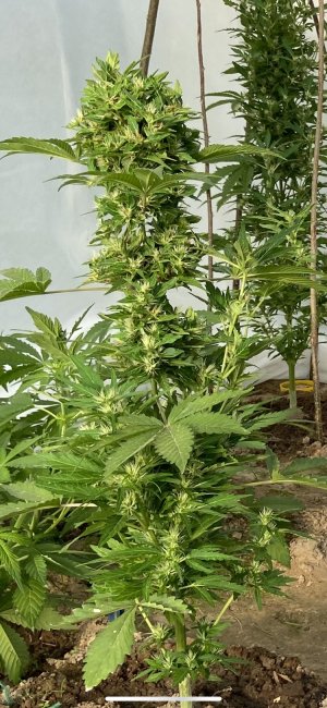 20.06.22 6.jpeg 20.06.22 6.jpeg