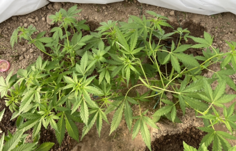 20.06.22 5.png 20.06.22 5.png