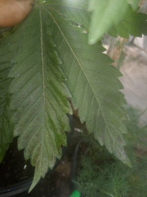 IMG_20220622_095056.jpg IMG_20220622_095056.jpg