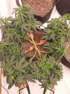 288223680_1474032369698784_5494695407358323673_n.jpg 288223680_1474032369698784_5494695407358323673_n.jpg